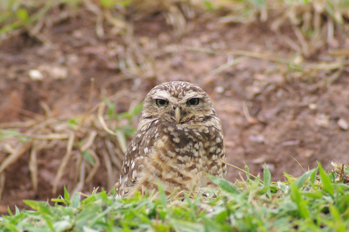 Burrowing Owl - ML621567611