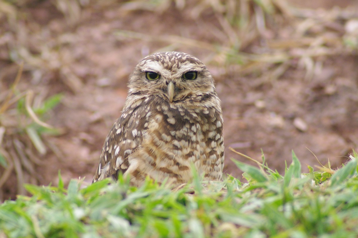 Burrowing Owl - ML621567612