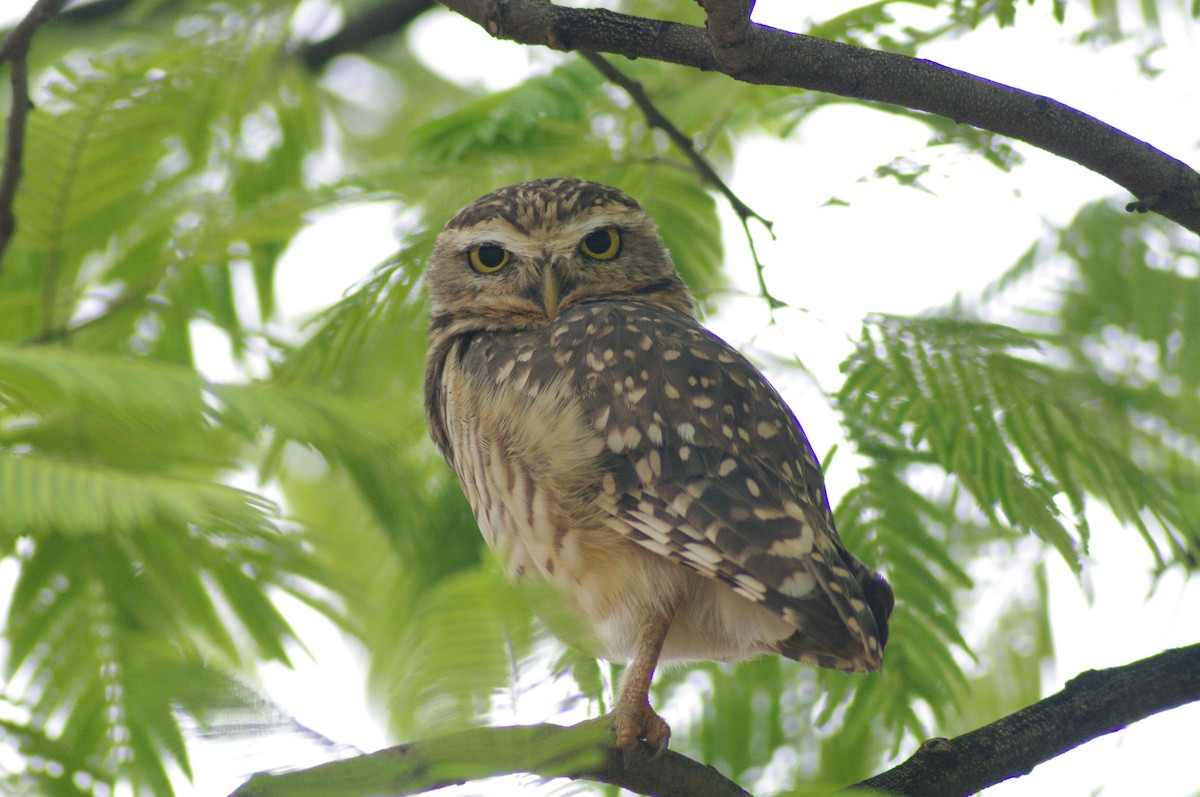 Burrowing Owl - ML621567613