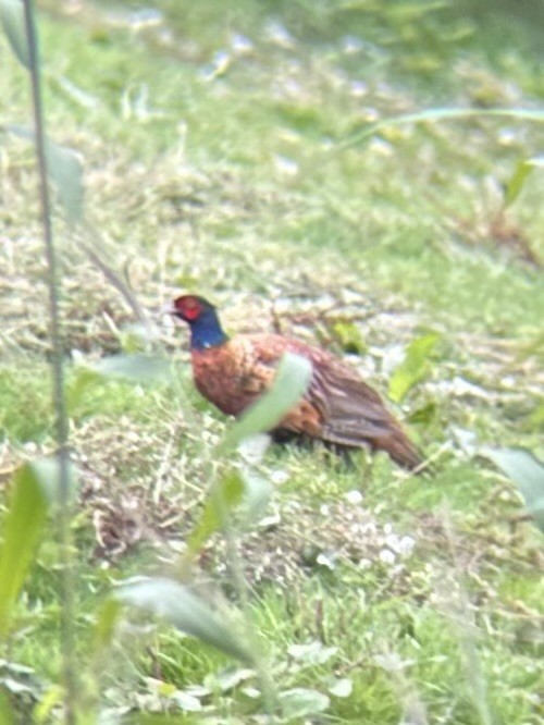 Ring-necked Pheasant - ML621567620