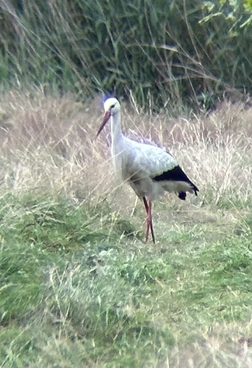 White Stork - ML621567621