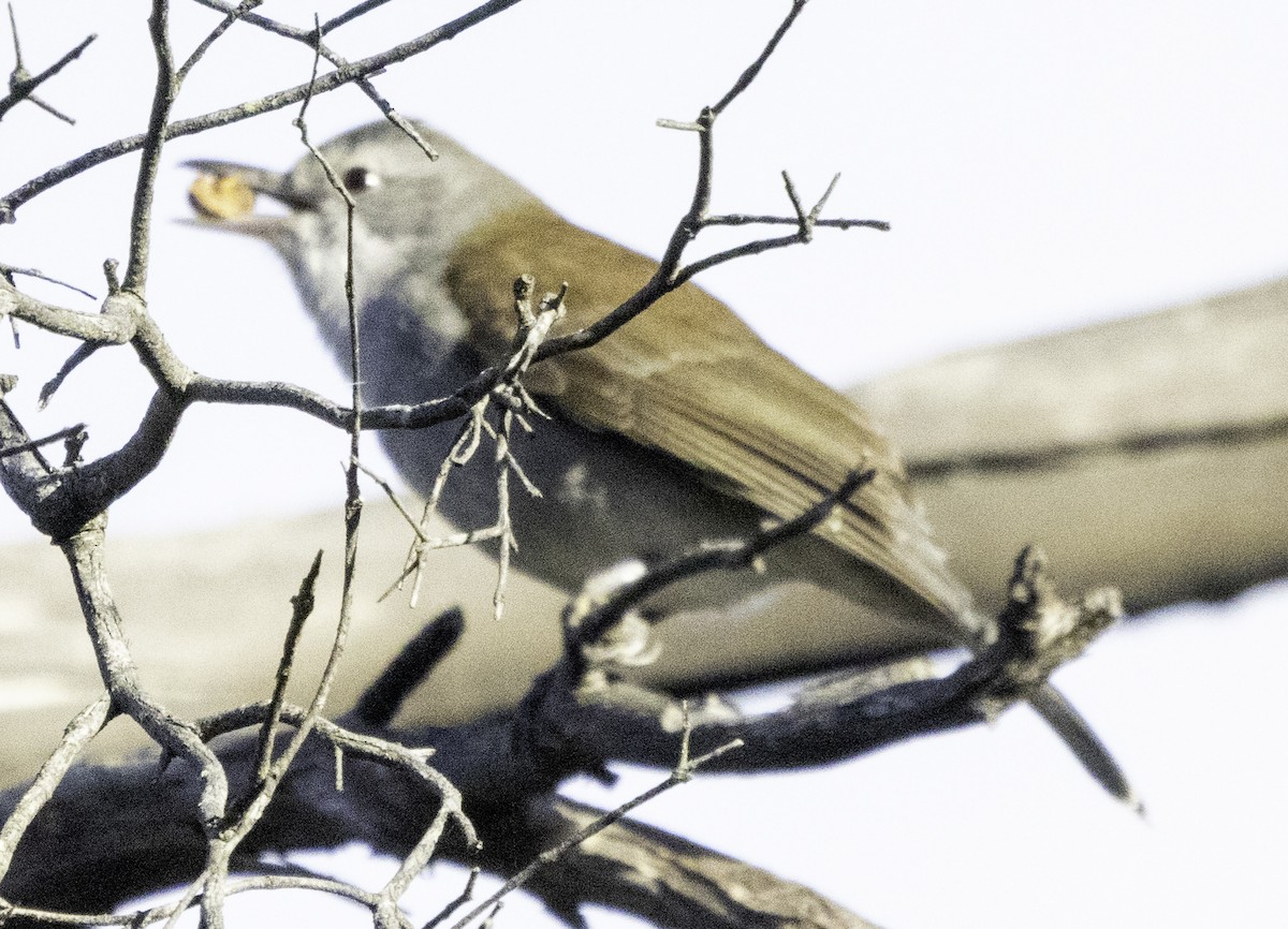 Golden Whistler - ML621567631