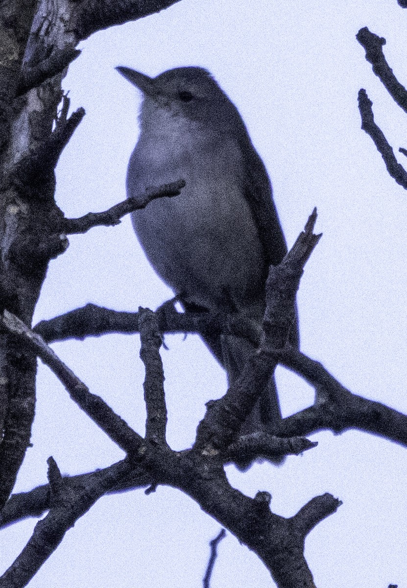 Golden Whistler - ML621567632