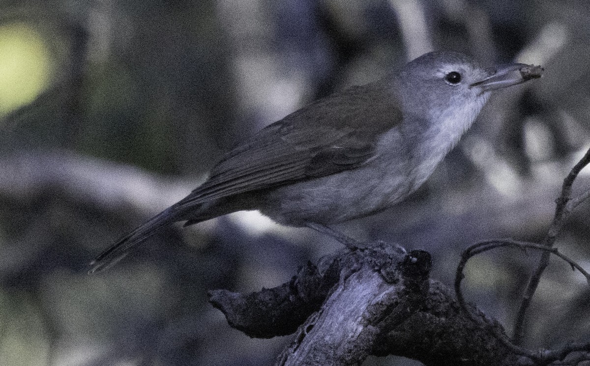 Golden Whistler - ML621567633