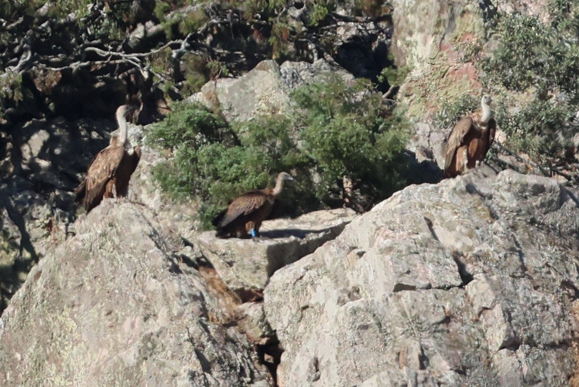 White-backed Vulture - Zbigniew Kajzer