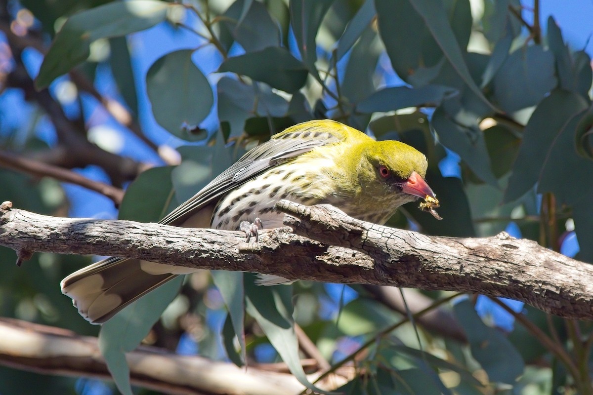 Olive-backed Oriole - ML621567726