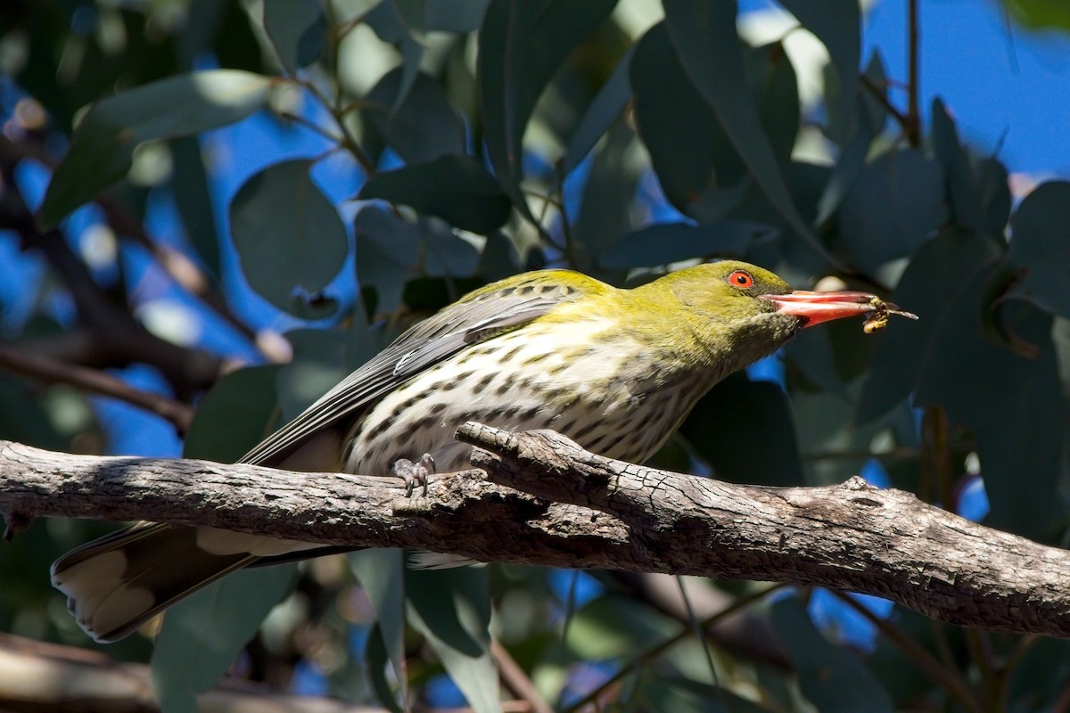 Olive-backed Oriole - ML621567727