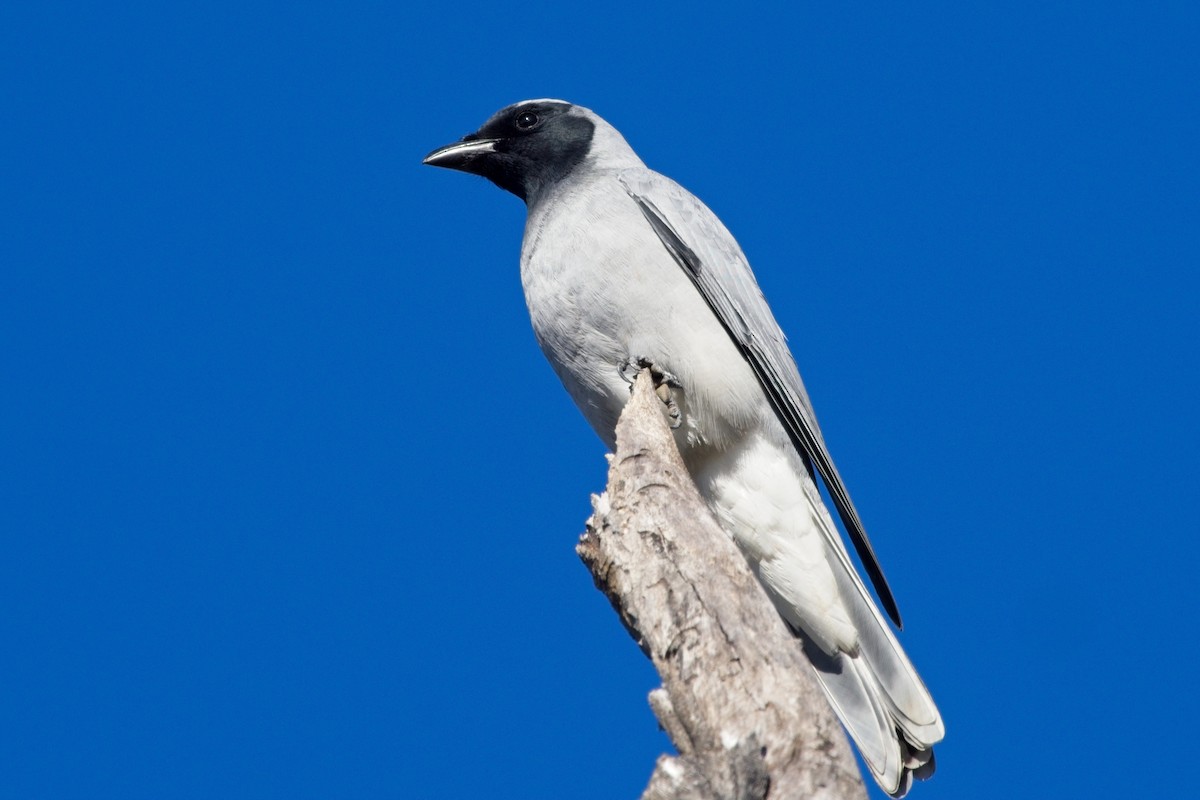 Black-faced Cuckooshrike - ML621567733