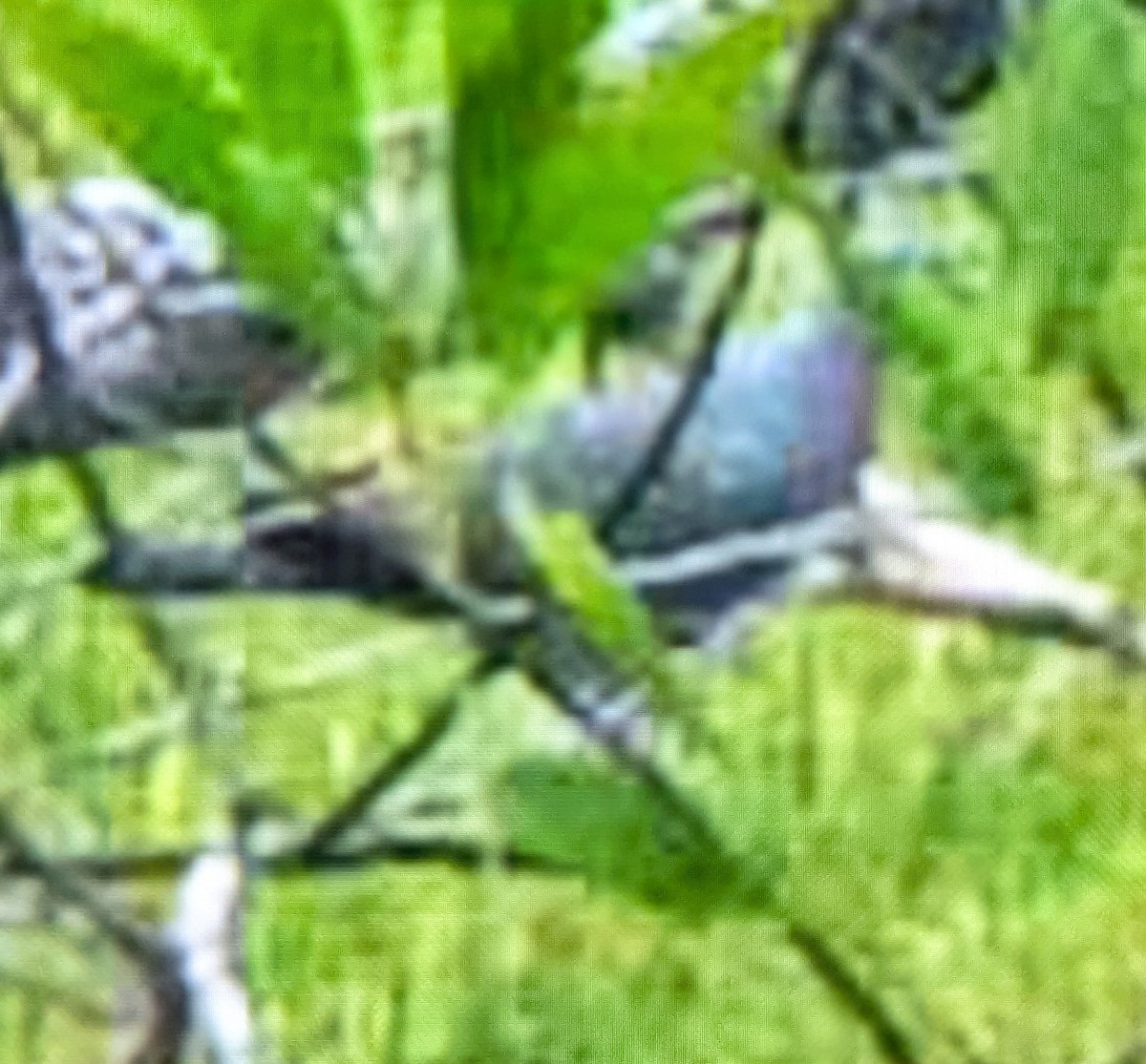 green-pigeon sp. - ML621567737