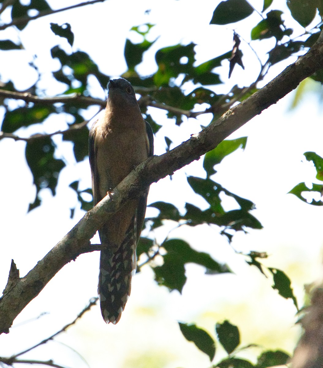 Fan-tailed Cuckoo - ML621567756