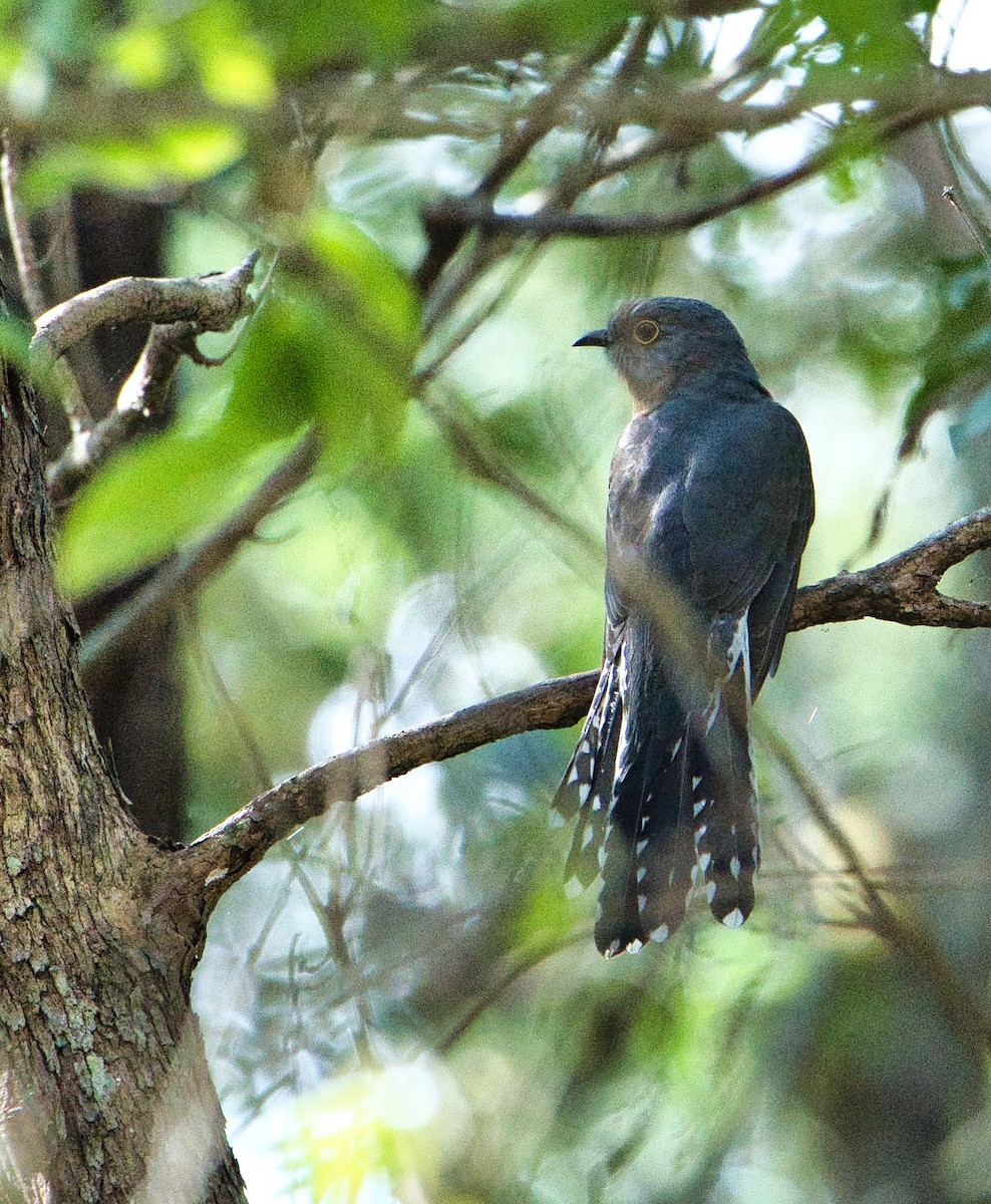 Fan-tailed Cuckoo - ML621567759
