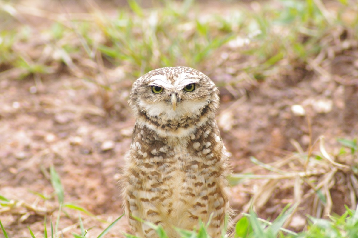Burrowing Owl - ML621567771