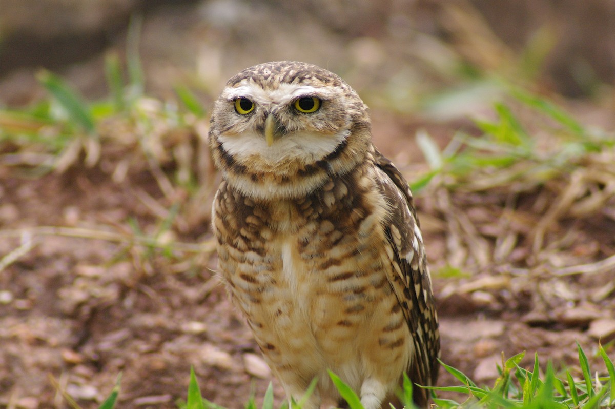 Burrowing Owl - ML621567772