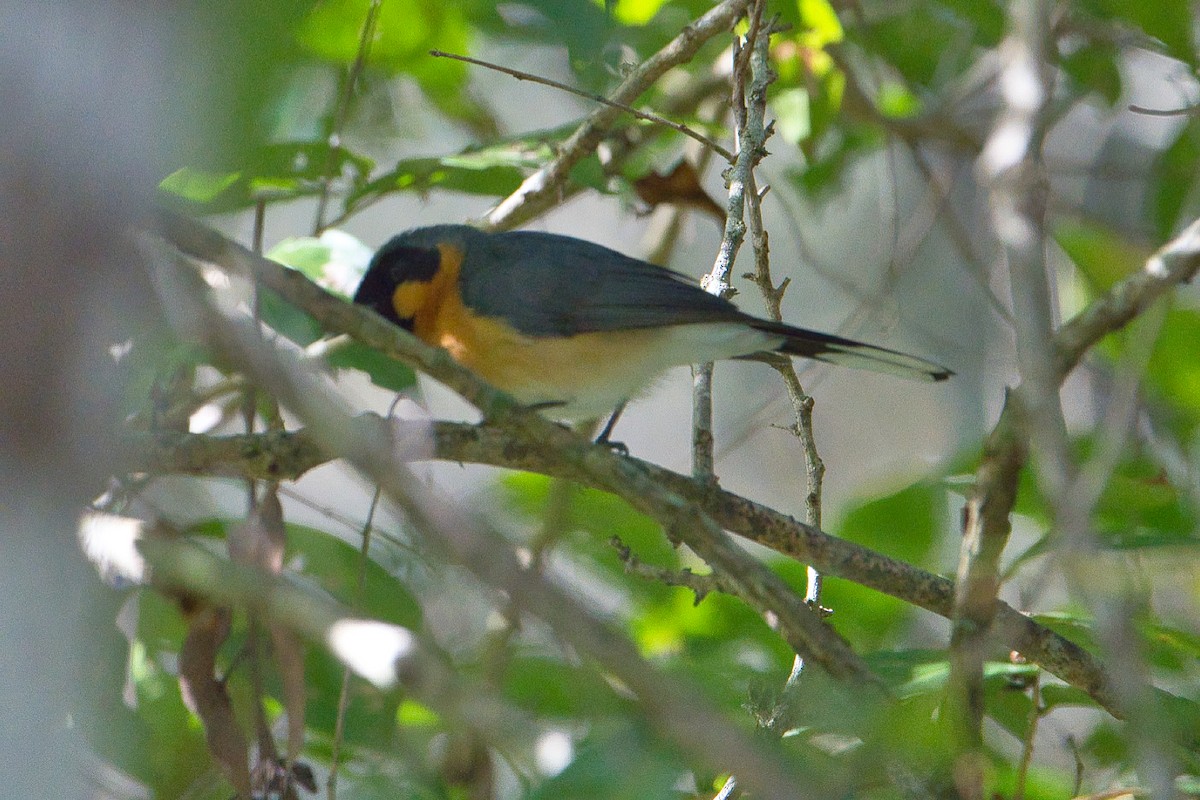 Spectacled Monarch - ML621567779