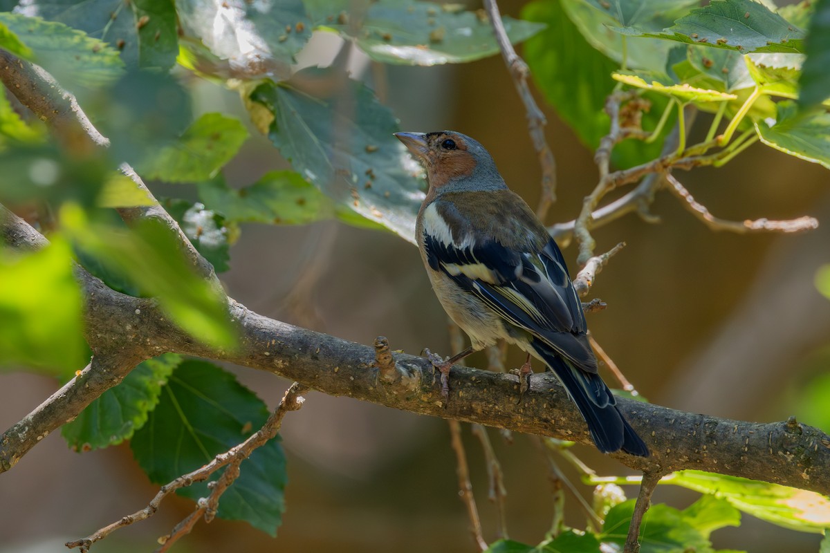 Common Chaffinch - ML621567782