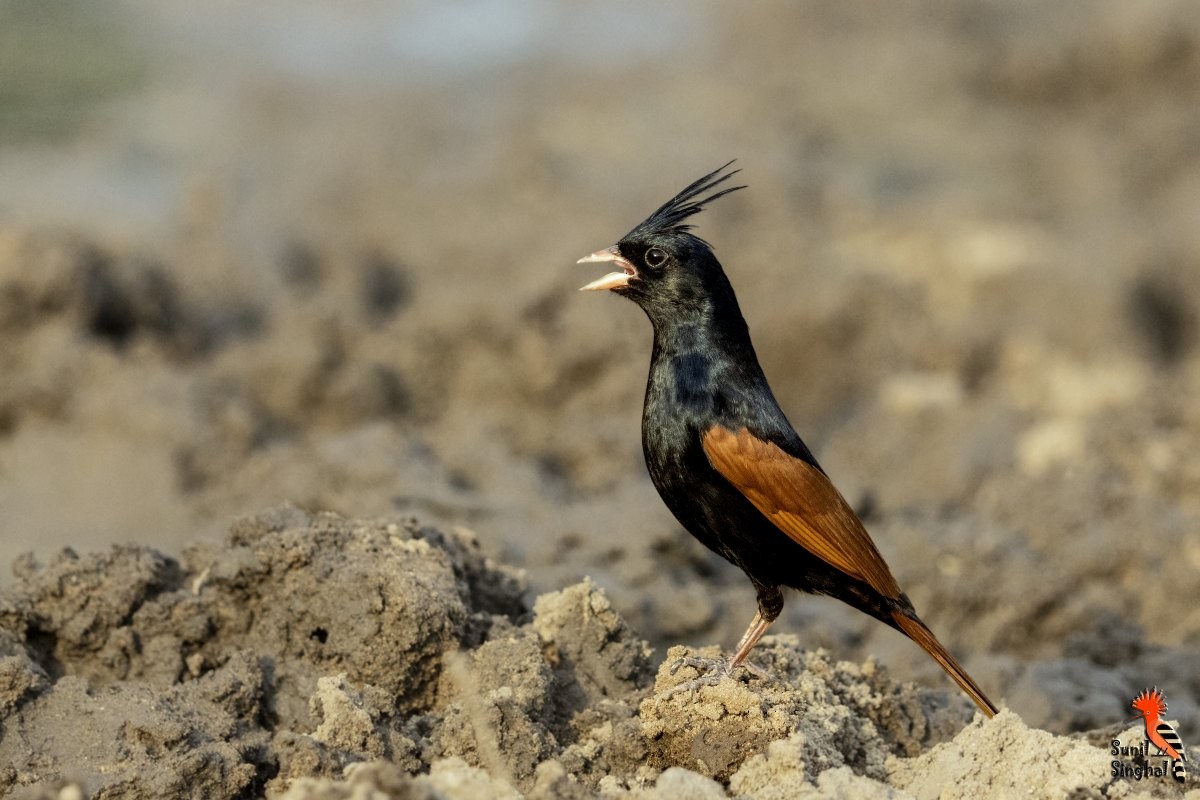 Crested Bunting - ML621567874