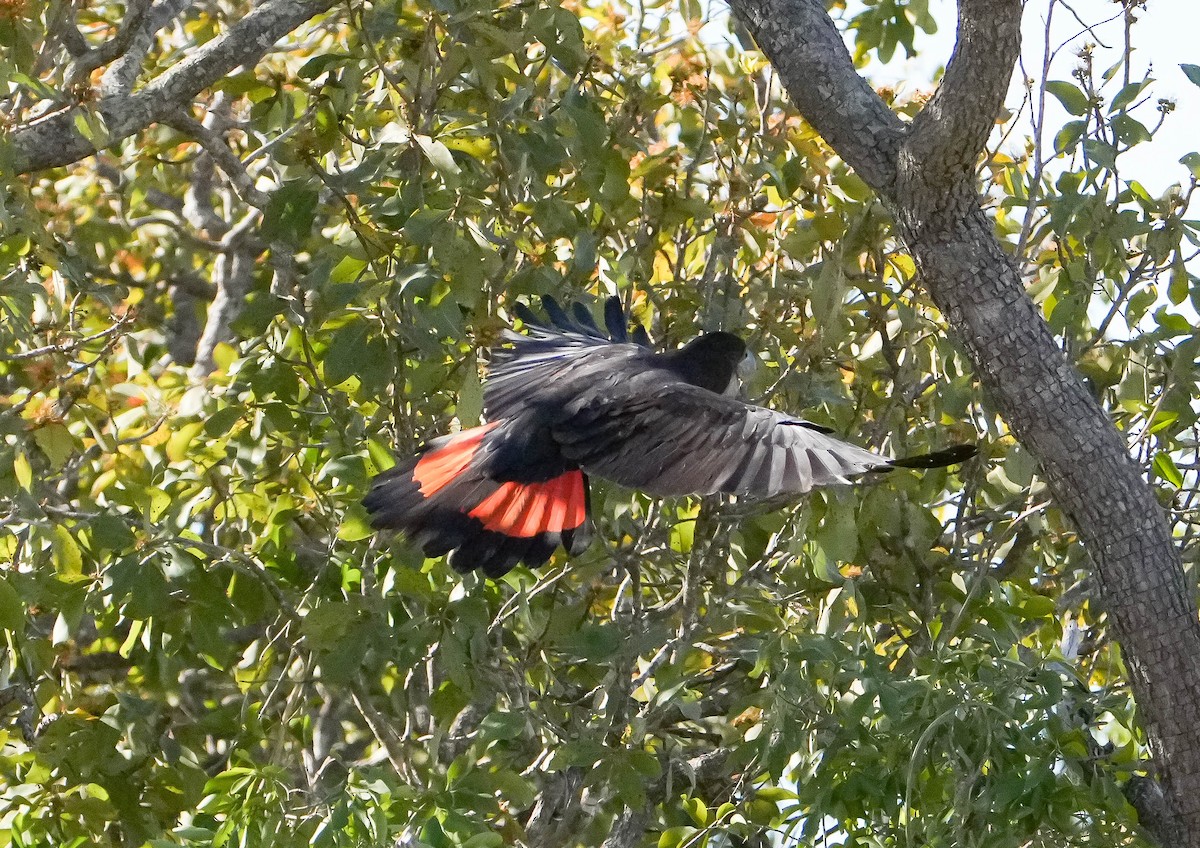 Red-tailed Black-Cockatoo - ML621567892