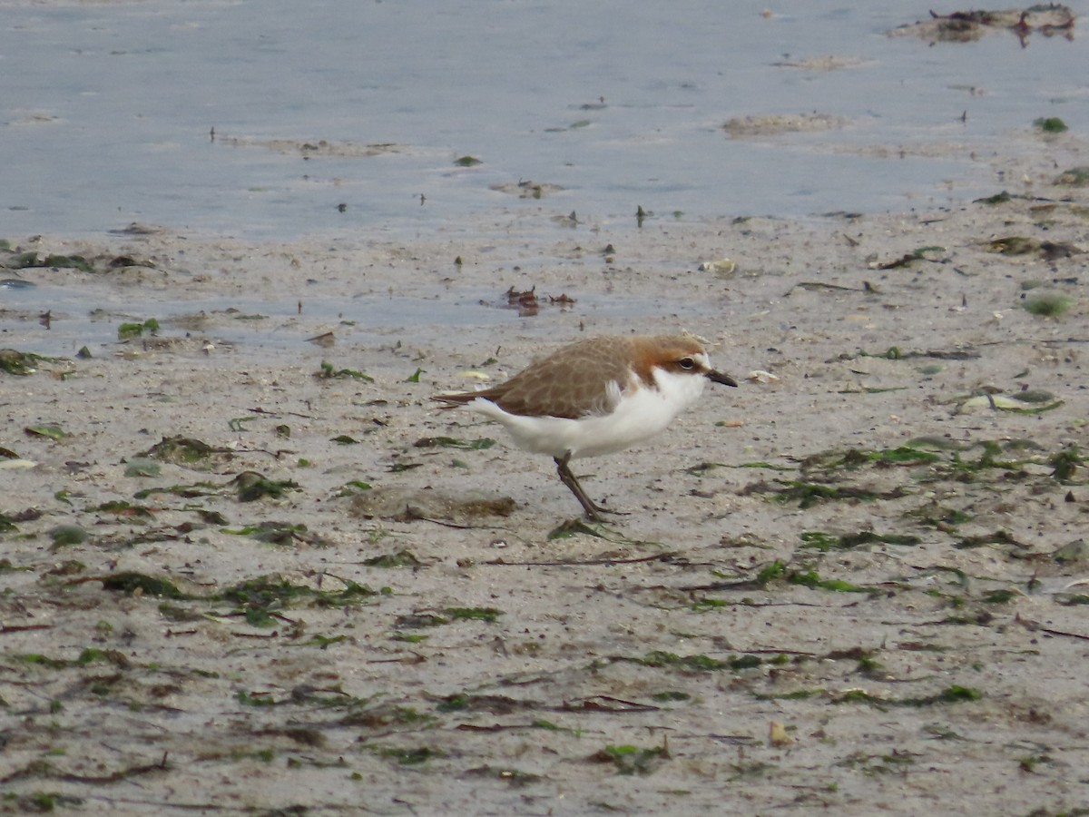 Red-capped Plover - ML621567900