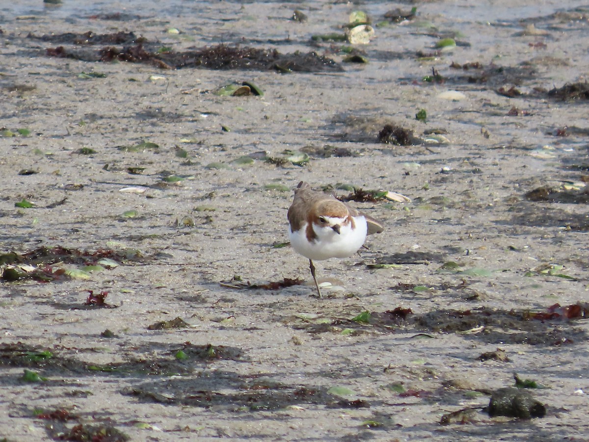 Red-capped Plover - ML621567901