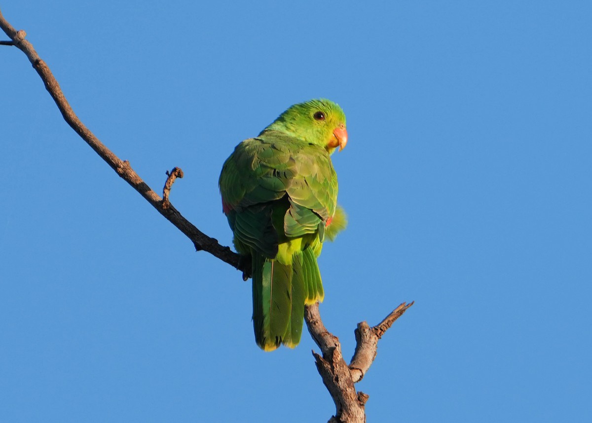 Red-winged Parrot - ML621567903