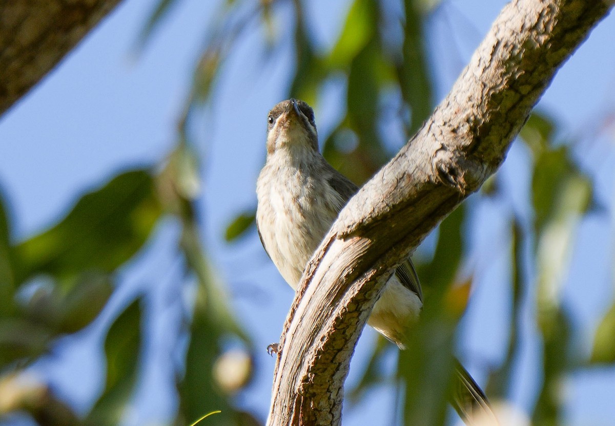 Kimberley Honeyeater - ML621567916