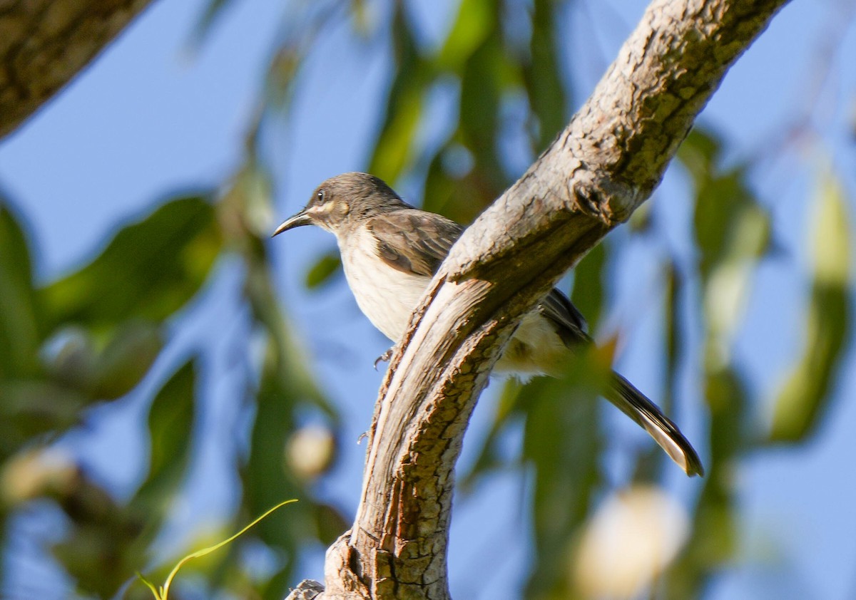 Kimberley Honeyeater - ML621567917