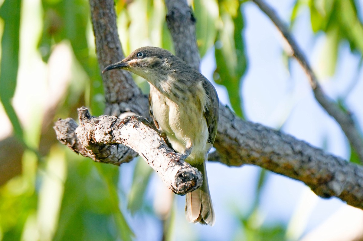 Kimberley Honeyeater - ML621567918