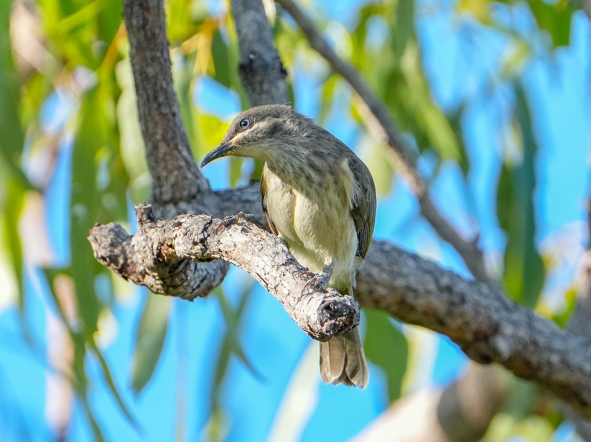 Kimberley Honeyeater - ML621567919