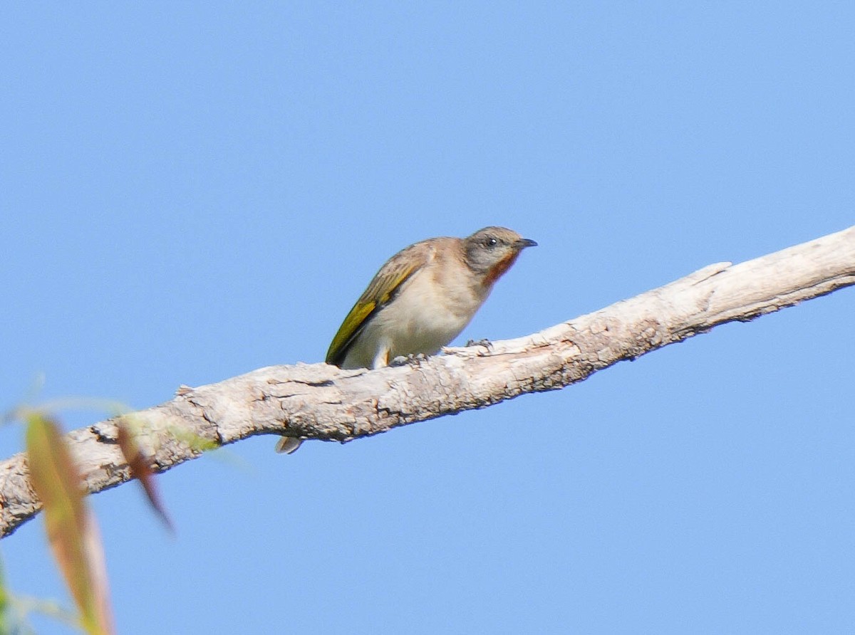 Rufous-throated Honeyeater - ML621567926