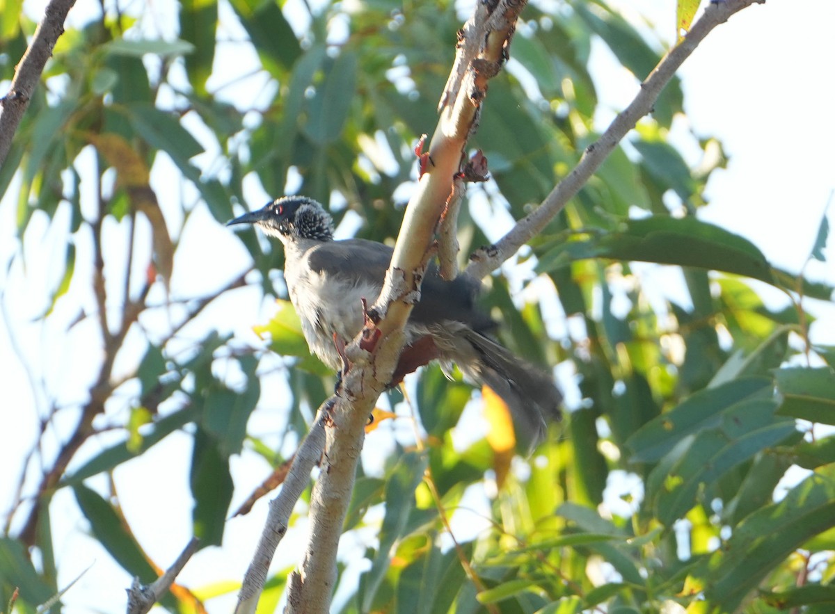 Silver-crowned Friarbird - ML621567932