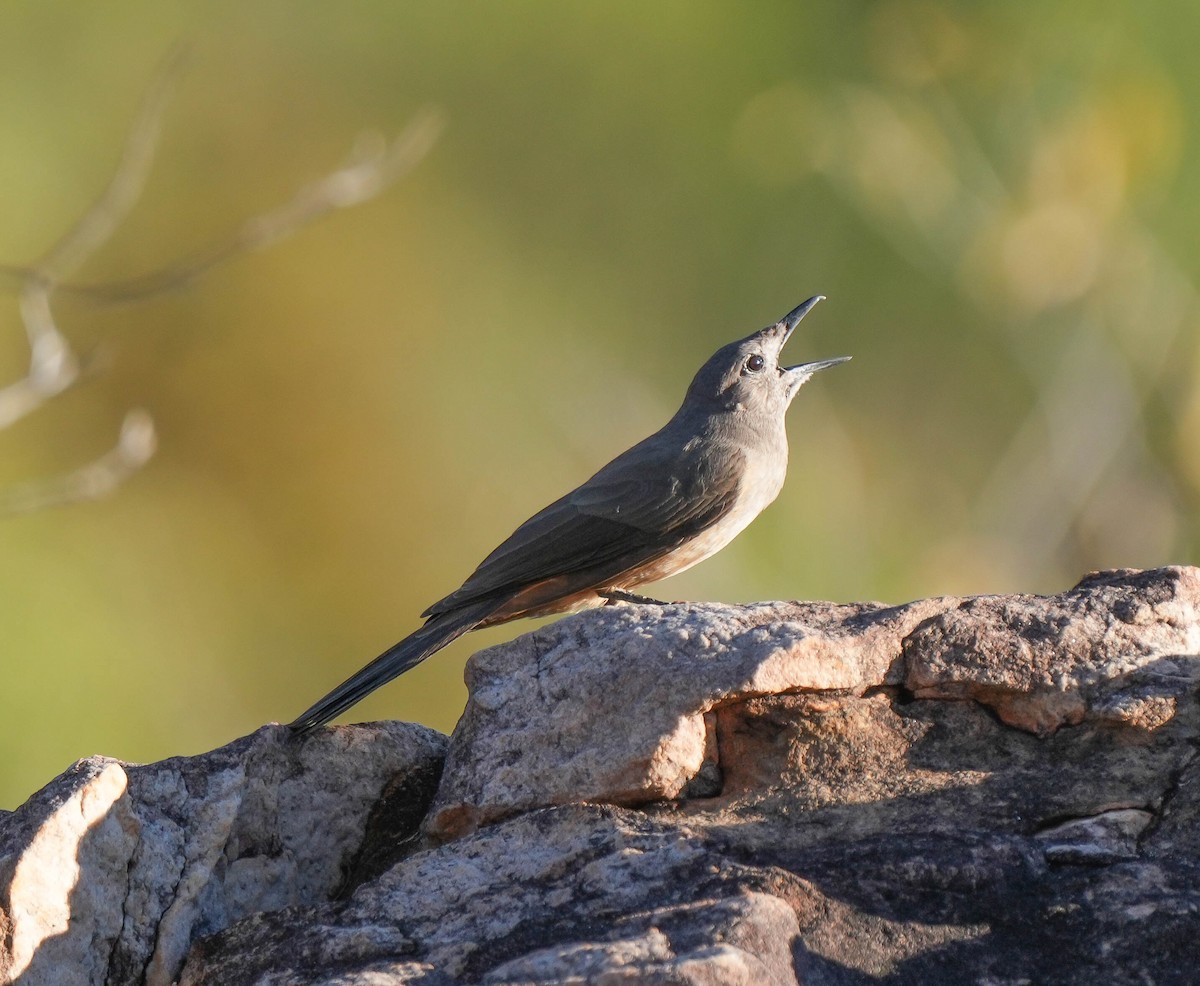 Sandstone Shrikethrush - ML621567937