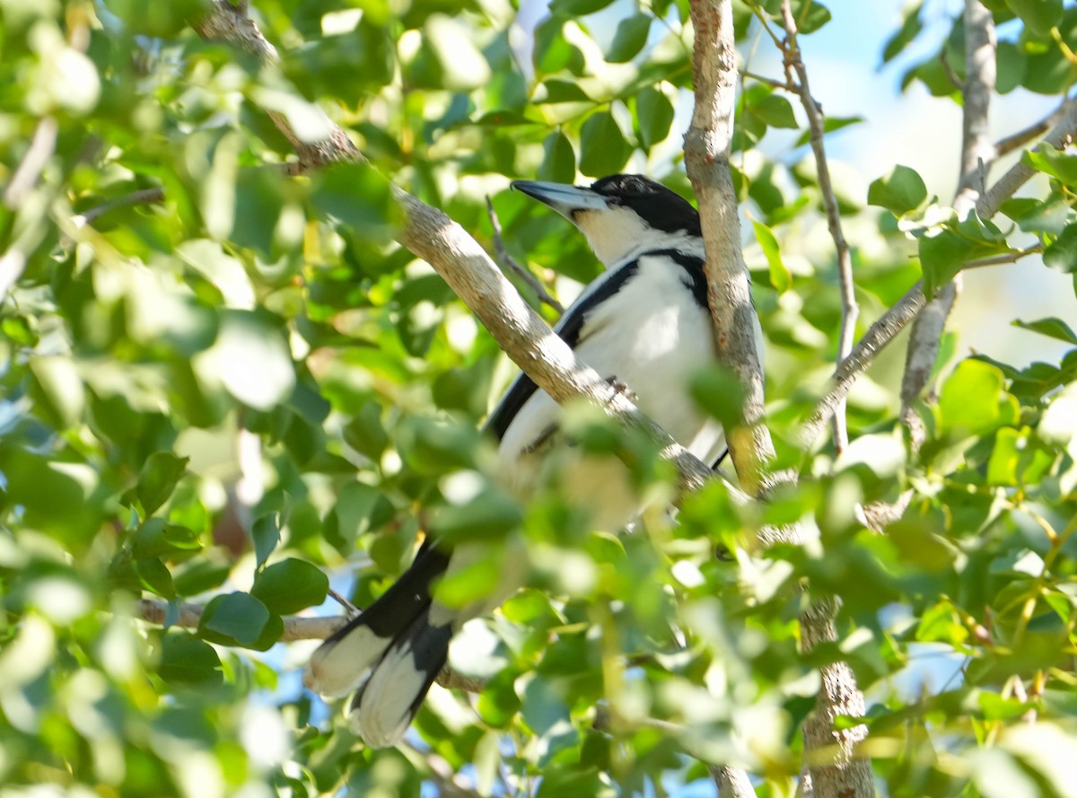 Silver-backed Butcherbird - ML621567962