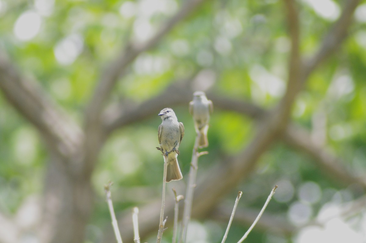 Crowned Slaty Flycatcher - Steven Rogers