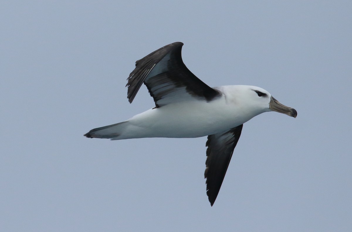 albatros černobrvý - ML621568150