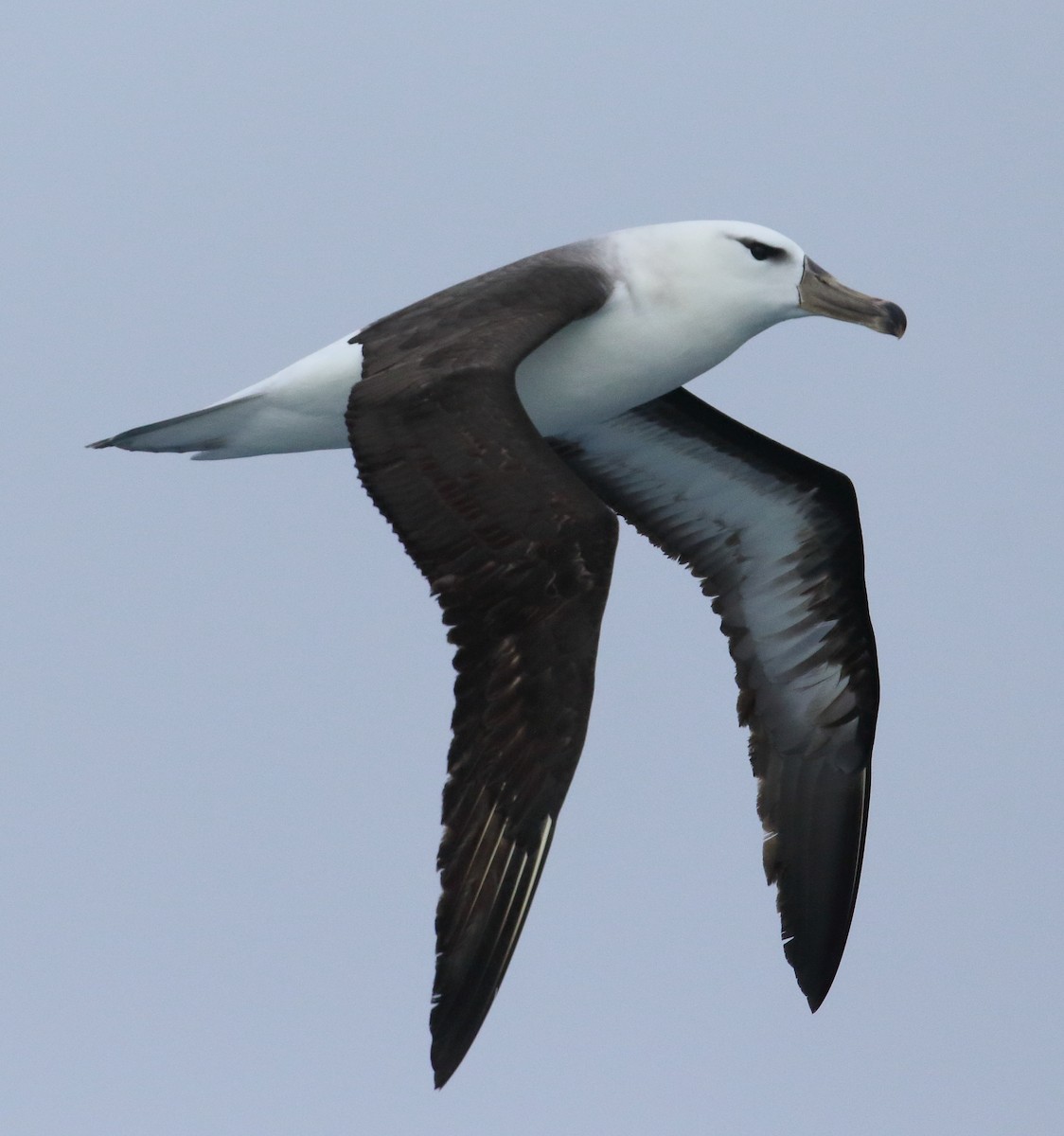 albatros černobrvý - ML621568151
