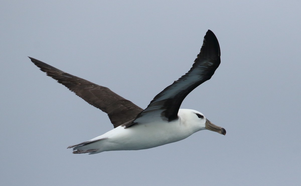 albatros černobrvý - ML621568152