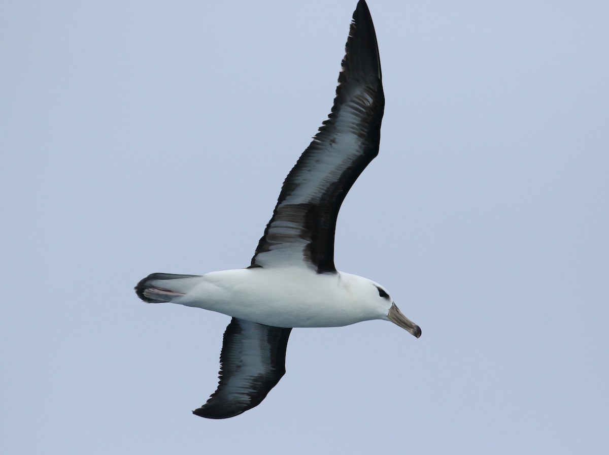 albatros černobrvý - ML621568153