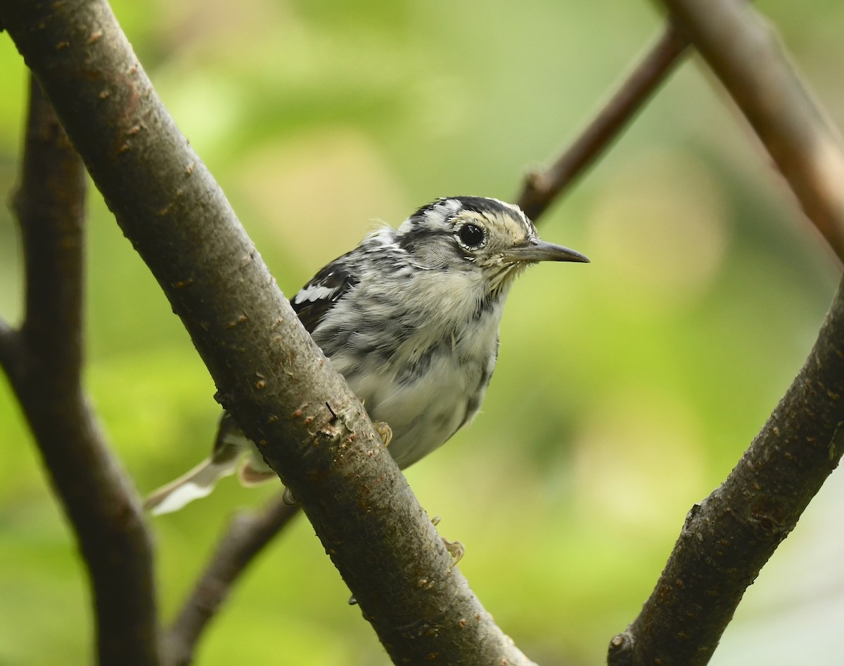 Black-and-white Warbler - ML621568215