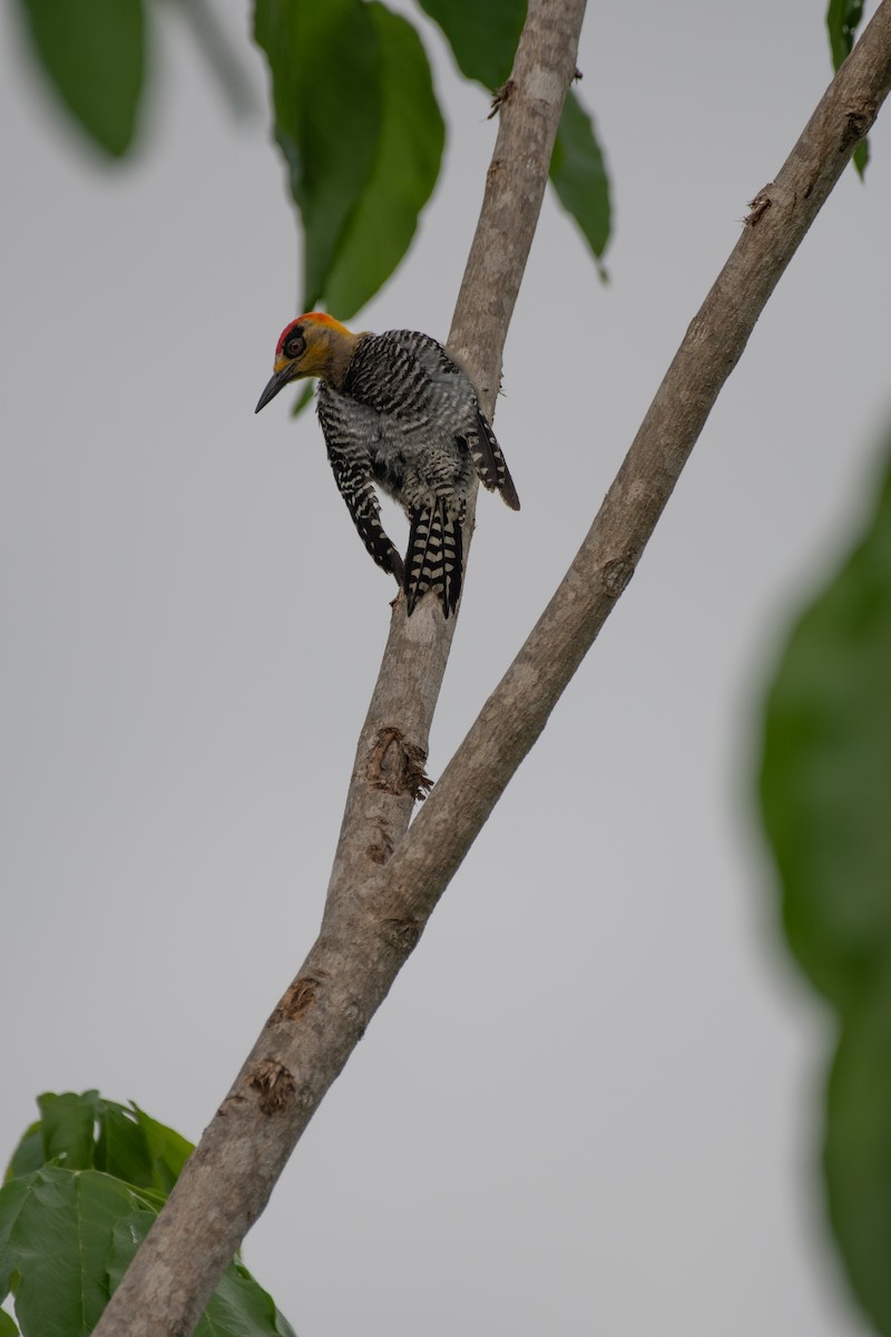 Golden-cheeked Woodpecker - ML621568235