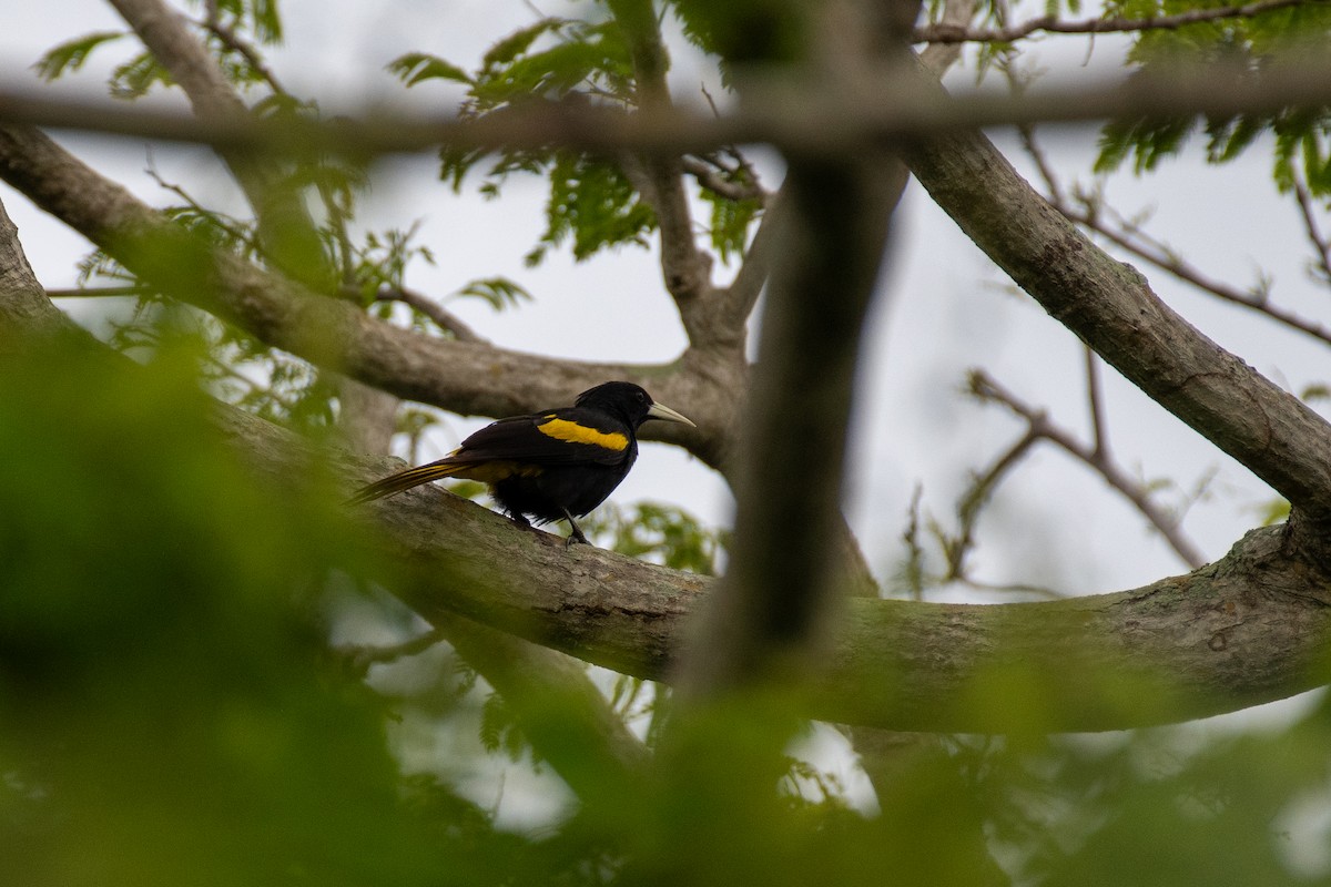 Yellow-winged Cacique - ML621568240