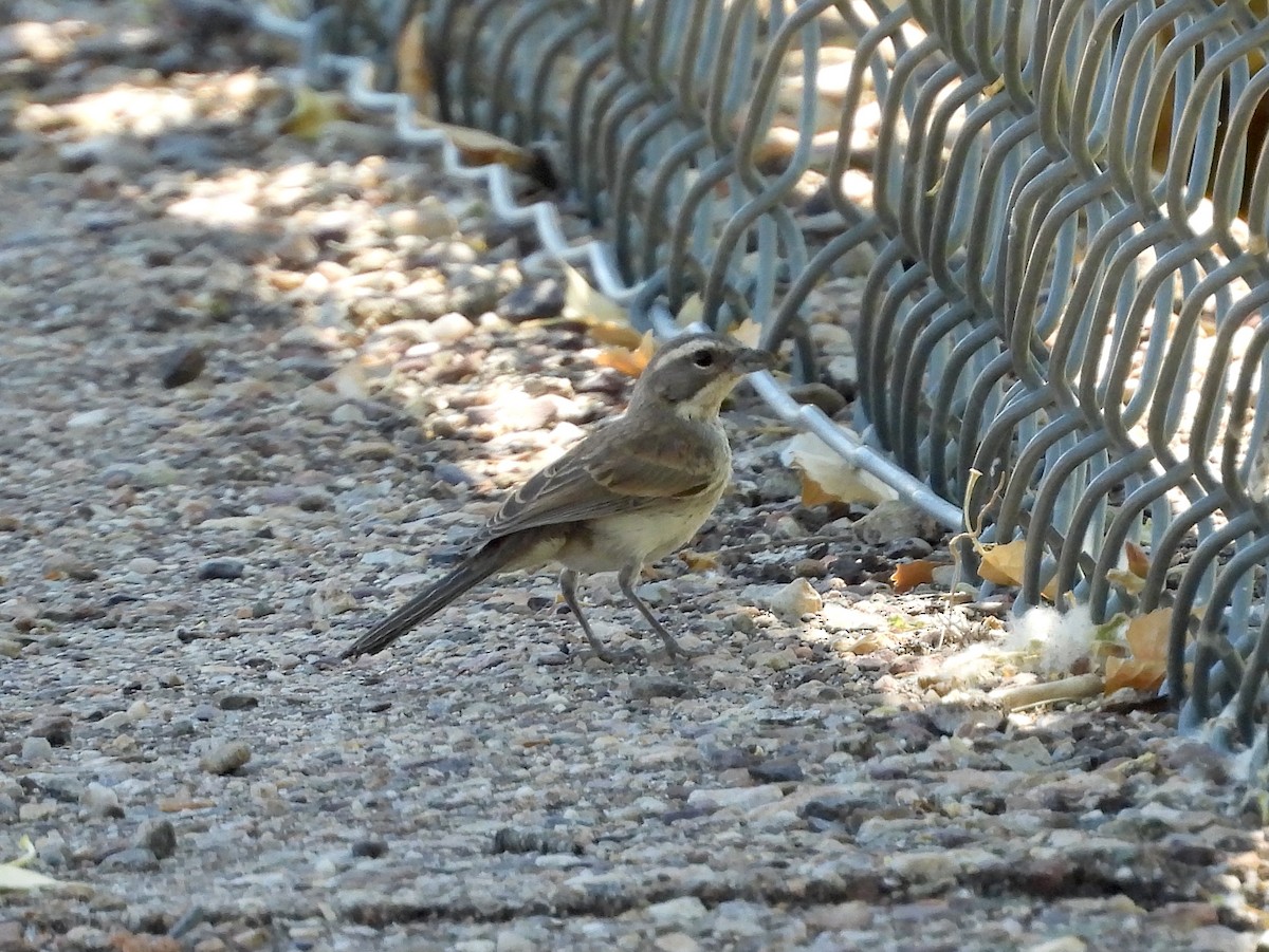 Black-throated Sparrow - ML621568241