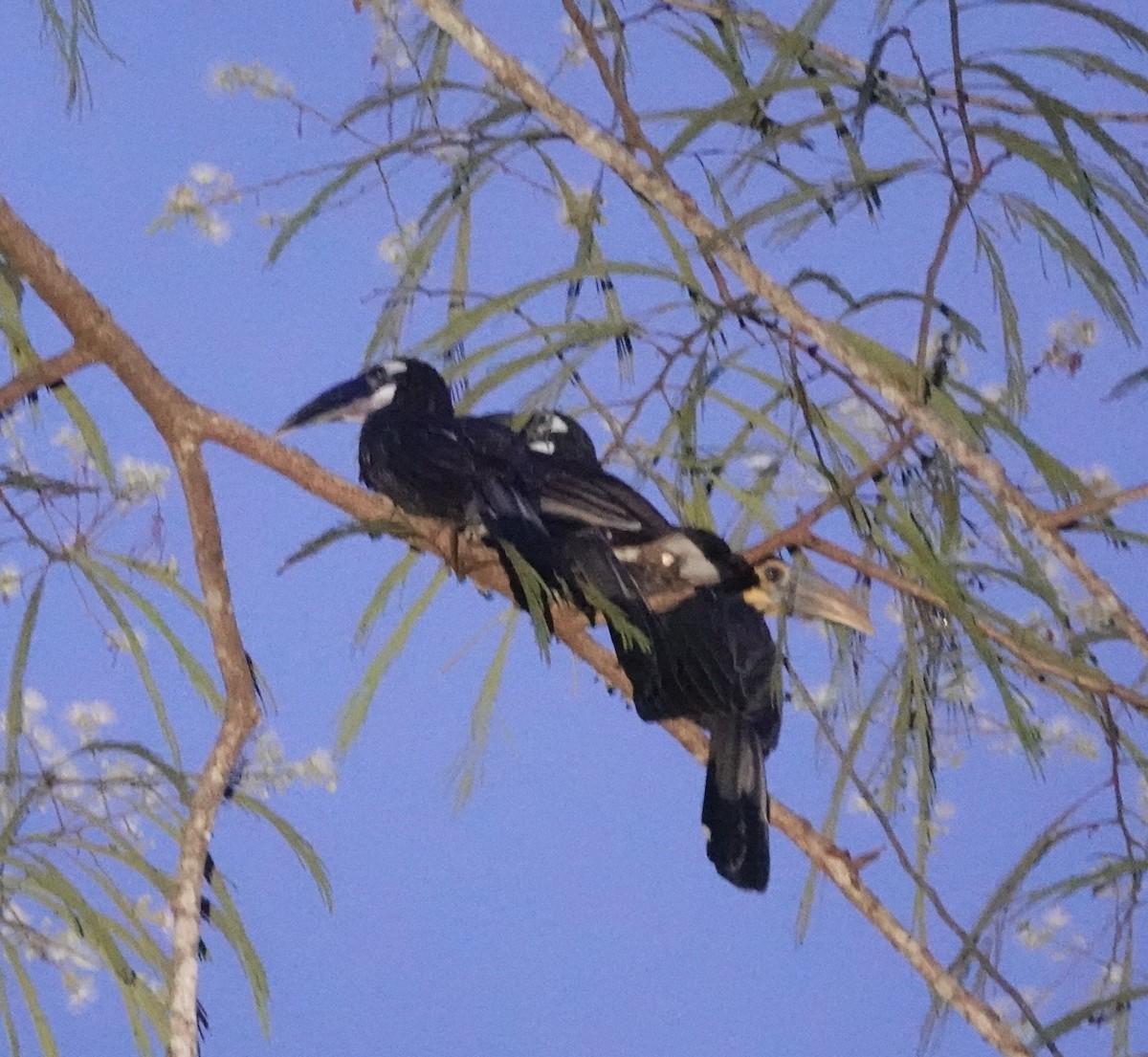 Bushy-crested Hornbill - ML621568300