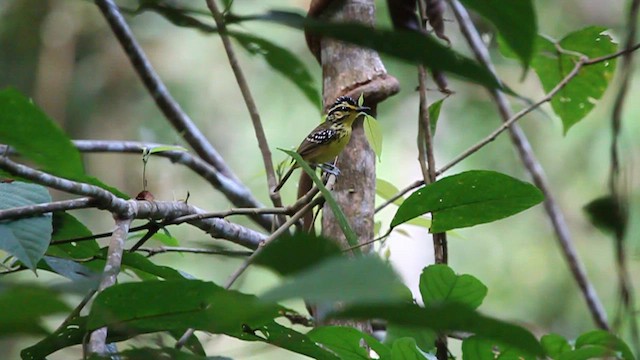 Yellow-browed Antbird - ML621568309