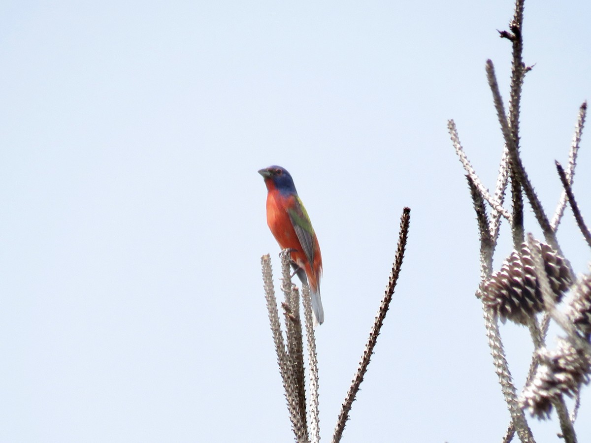 Painted Bunting - ML621568318