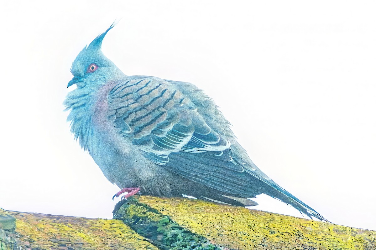 Crested Pigeon - ML621568324