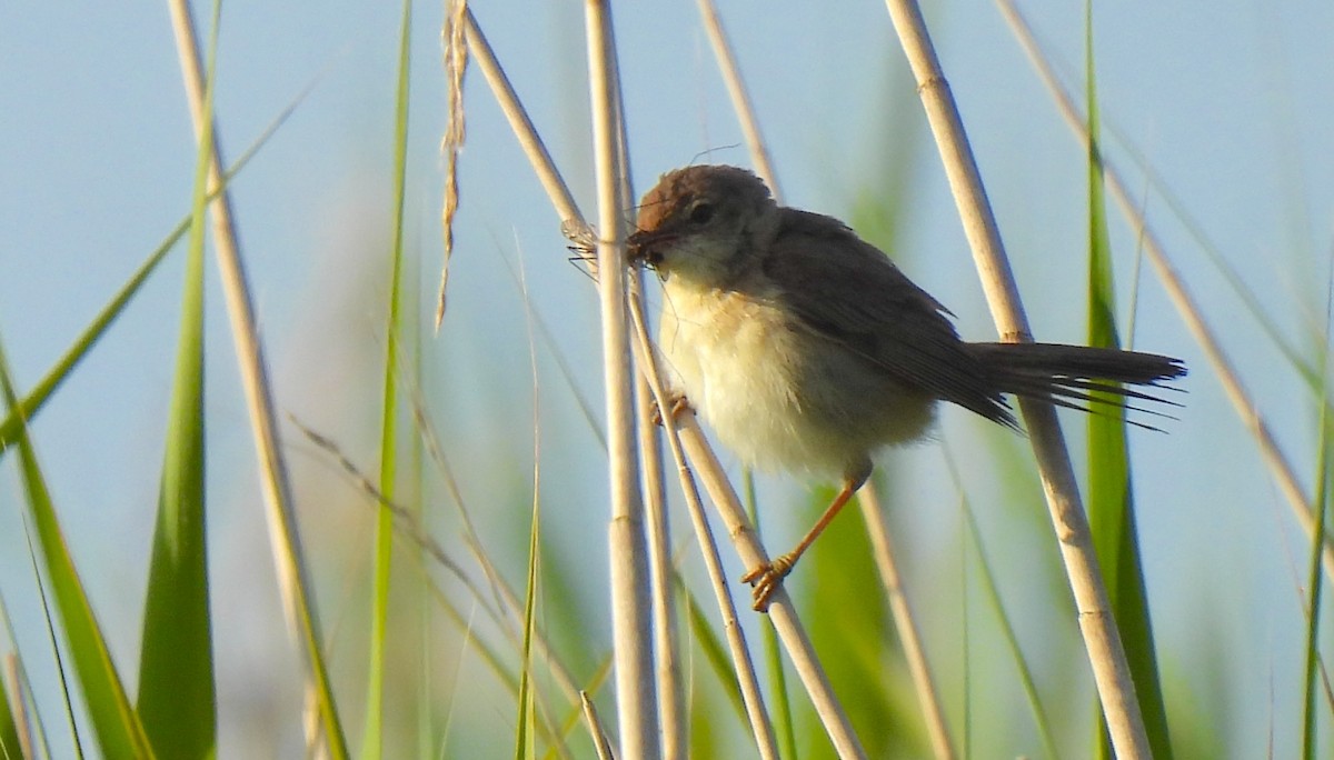 Common Reed Warbler - ML621568325