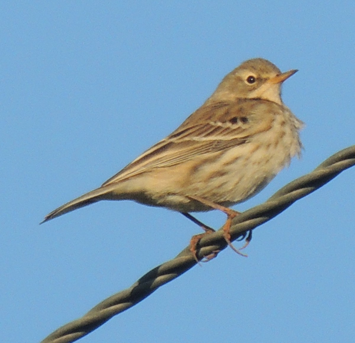 Water Pipit - ML621568353