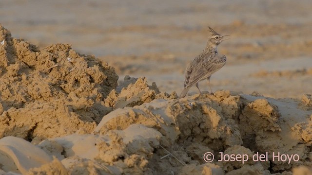 Crested Lark (Crested) - ML621568405