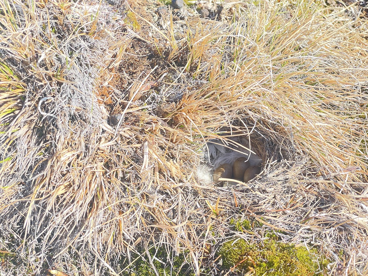 Lapland Longspur - ML621568412