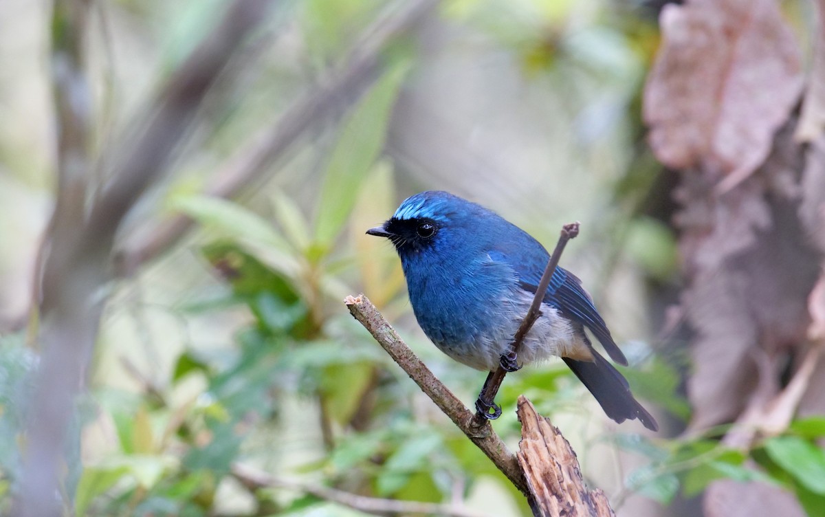 Indigo Flycatcher (Rufous-vented) - Shaun Chang